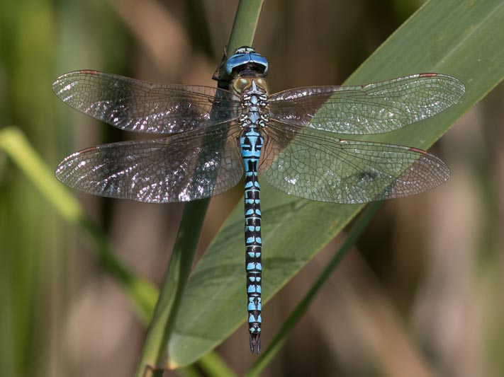 Aeshna affinis (Blue-eyed Hawker) male-Album-3.jpg